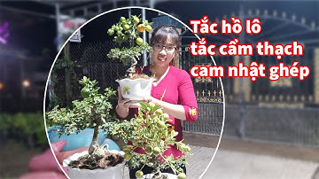 Tắc hồ lô, tắc cẩm thạch, cam nhật ghép cần thăng | Ngân 0386569374 (11.1)