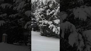 snowy trees during the Winter 2024 season #snow #winterwonderland