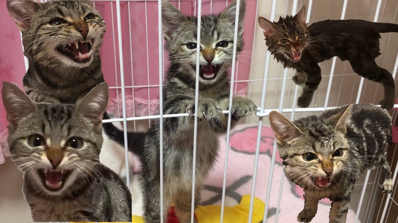 子猫ちょりの可愛すぎる鳴き声集 Youtube 子猫ちょりの可愛すぎる鳴き声集 Youtube