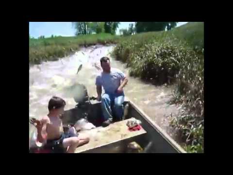 ¡¡ Brutal !! Peces Harlem Shake - Brutal! Fish Harlem Shake