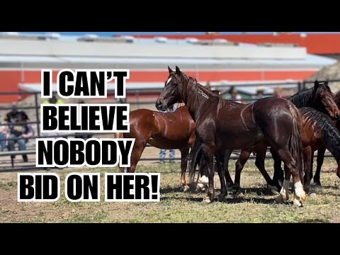MUSTANG Auction ~  These wild horses were gorgeous!