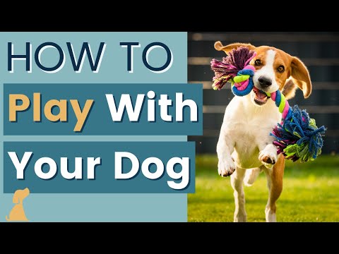 Video: 4 manieren om uw twee honden te laten stoppen met vechten