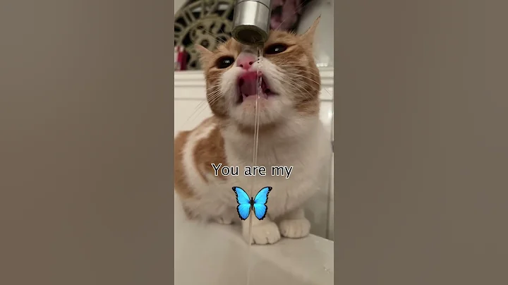 Watch the video about Cat Caught Being Weird