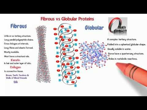 Amino Acids 10. Comparing Fibrous and Globular Proteins.
