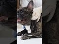 Du liebst deinen Hund? Dann schau ihm ins Ohr.