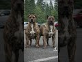 Top Security Dog and Powerful Dog in the World with Intense Energy,Speed and Bravery #dog #dogs