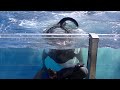 Orca Encounter (not so gentle Makaio) January 9, 2022 - SeaWorld Orlando