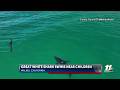 CAUGHT ON CAMERA: Drone video shows Great White Shark swimming near children in Malibu