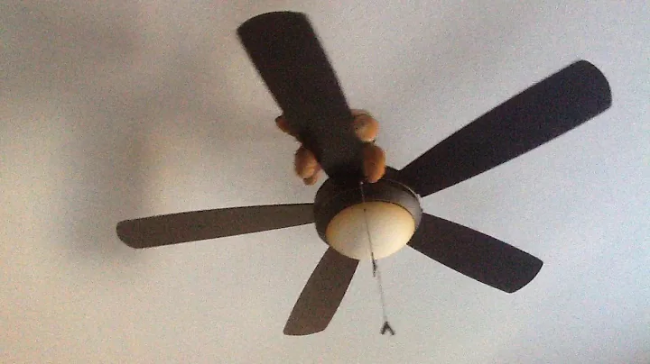 Teddy flying on the fan (HE FLEW OFF ON ME)
