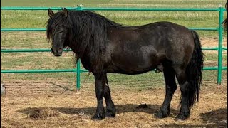 Мугалжар жылкысы/ Мугалжар айгырлар/ MZ horses