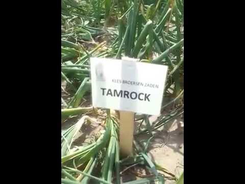 Wideo: Ciekawe Odmiany Cebuli
