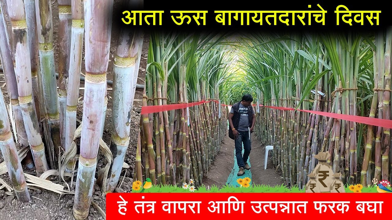 एआय तंत्राने ऊस लागवडीची संपूर्ण माहिती | Sugarcane Farming | Us Lagwad Mahiti | महाराष्ट्र शेतकरी