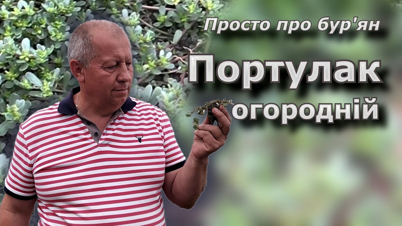 Портулак огородній. Просто про бур'ян. - YouTube
