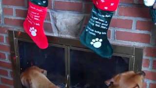 My Rhodesian Ridgeback - Beagle mixes Sneak up on Christmas Stockings