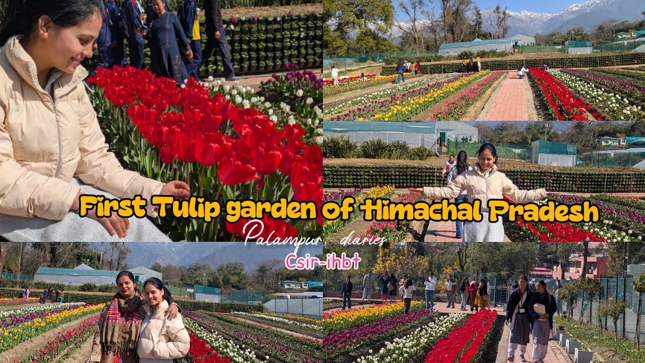 First Tulip garden of Himachal Pradesh || India's second tulip garden🌷 || @vaishalimehta1689 #vlog31