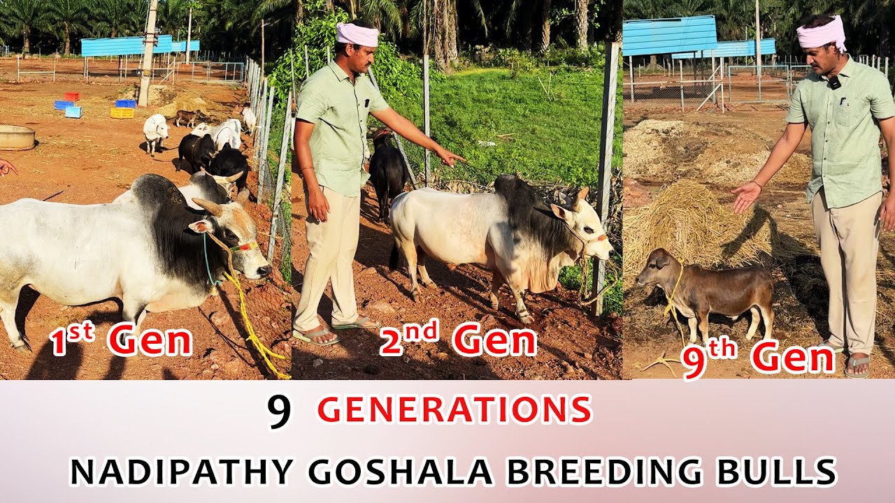 Breeding bulls - 9 Generations | Nadipathy Goshala  