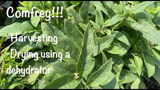 Making Comfrey Salve Pt 1: Harvesting + Drying Comfrey with a Dehydrator