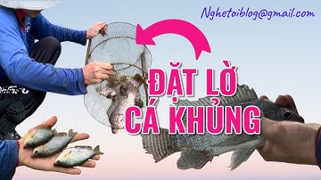 Mùa nước nổi An Giang: Đặt lờ bắt cá sặc & cá phi khủng – Cá đồng to hơn bàn tay!