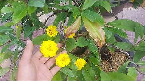 cúc thọ hương ghép vào gốc mai vàng và tứ quý khi nở hoa sẽ ra sao