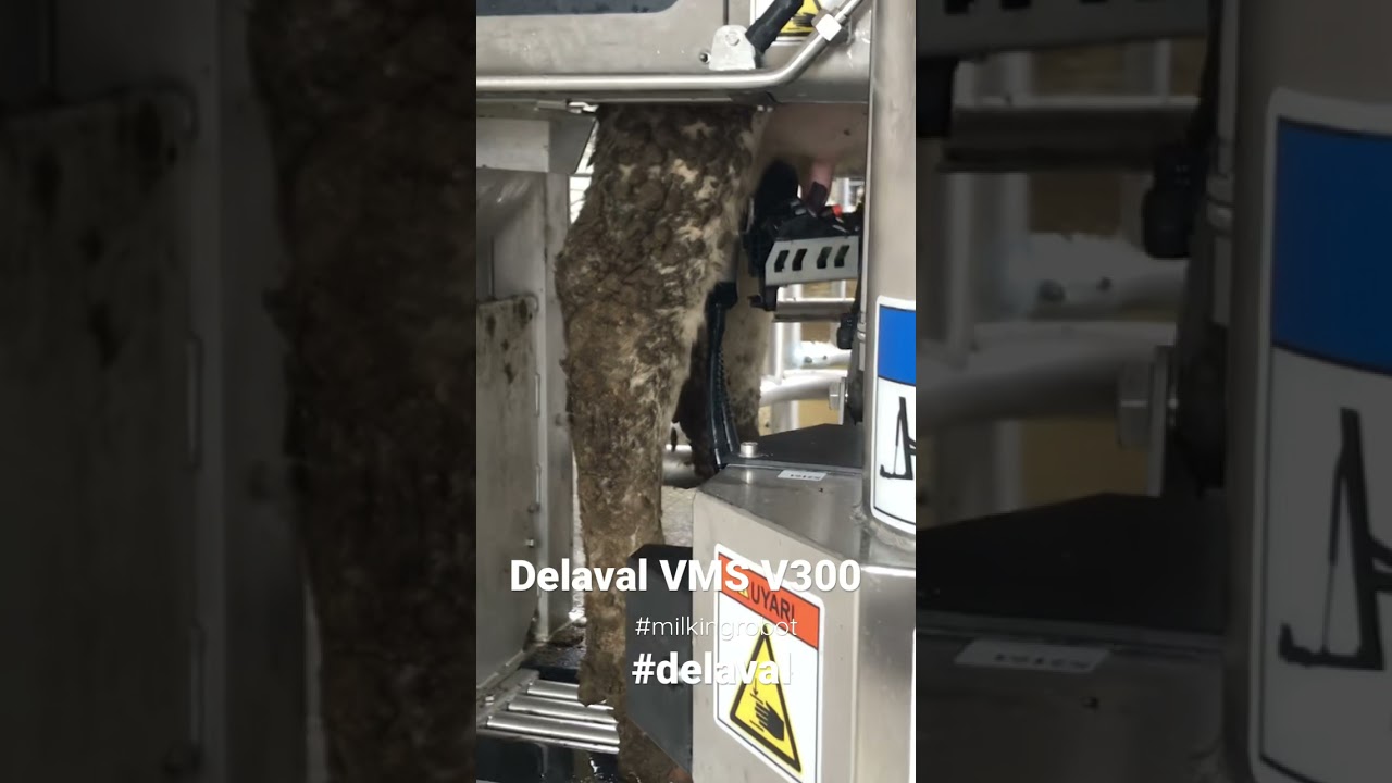 DeLaval VMS V300 robot by DeLaval