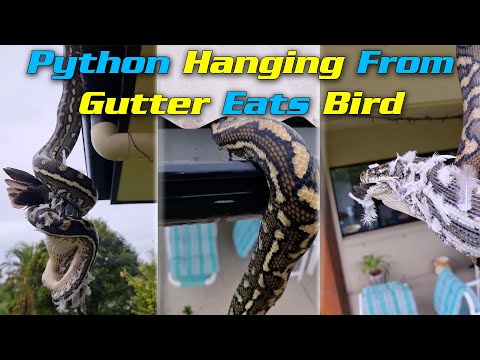 Python Hanging From Gutter Eats Bird Upside-down!