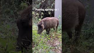 Pumba visiting us during morning coffee #pumba #warthog #coffee #visit #reel  #short