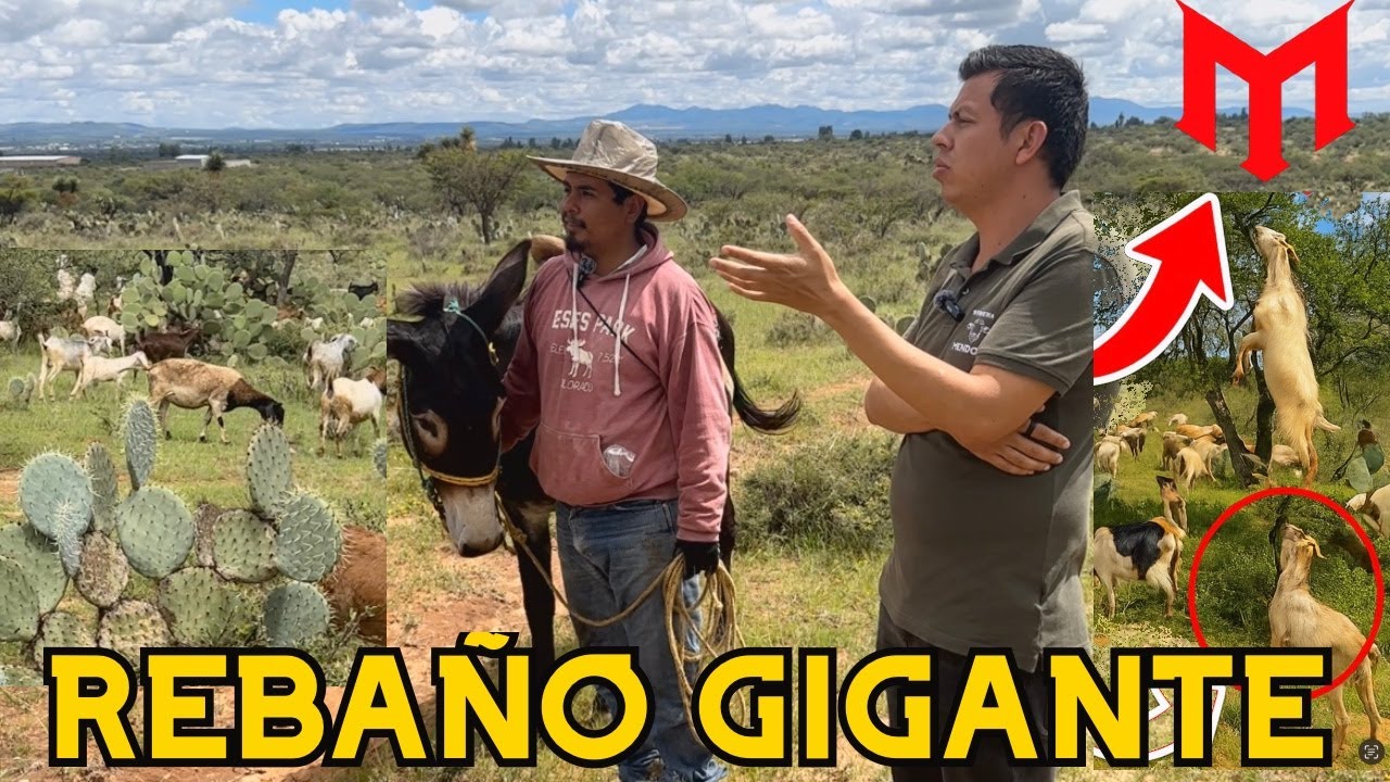 480 BORREGOS y CHIVOS 🐑🔥 El negocio millonario de Zacatecas