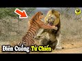 ĐẠI CHIẾN Kinh Hoàng Giữa HỔ VS SƯ TỬ - 6 Động Vật Hạ Gục SƯ TỬ Dễ Dàng | Vũ Trụ TV