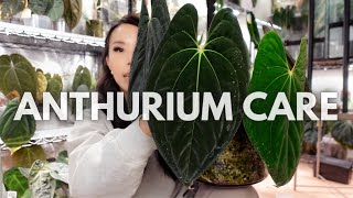 Everything I've learned about anthurium care over the years!