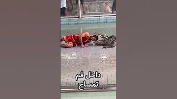 تمساح يفاجئ مدربه اثناء العرض 