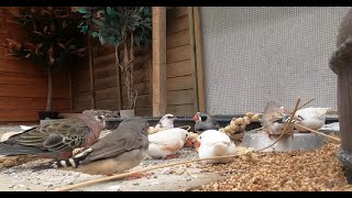 New Aviary Feed Time by Budgie and Aviary Birds 7,369 views 1 year ago 30 minutes