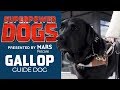 Molly Burke&#39;s Guide Dog: Gallop | Superpower Dogs