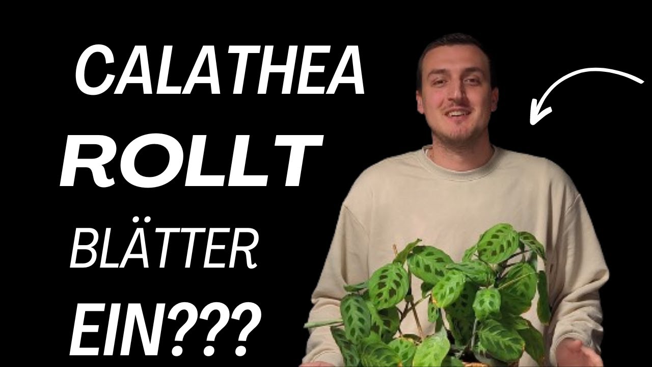 Calathea-Bltter rollen sich ein? Hier erfhrst du, was zu tun ist!