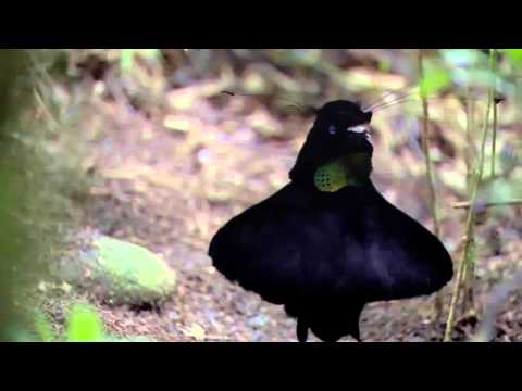 BBC Planet Earth - Birds of Paradise Mating Dance Remix