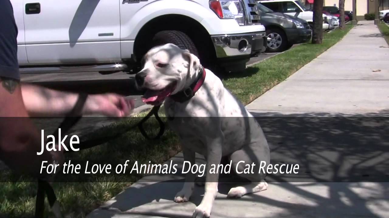 Jake - FLA Rescue - YouTube
