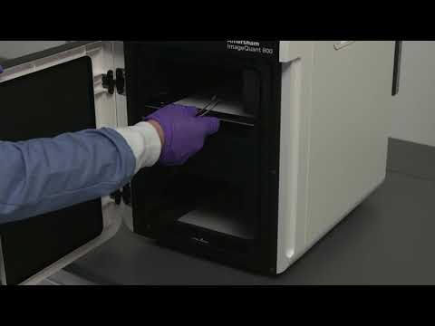 Amersham™ ImageQuant 800 Session #4: Placing chemiluminescent blots