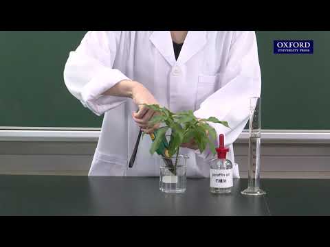 Practical 10.6 Measurement of the amount of water absorbed and lost by a plant with weight potometer