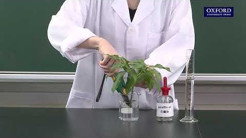 Practical 10.6 Measurement of the amount of water absorbed and lost by a plant with weight potometer
