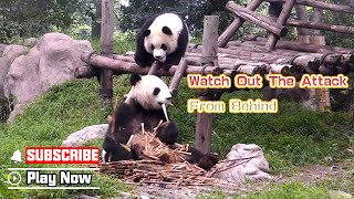 Panda Oreo Knows How To Piss His Mom Off | Ipanda