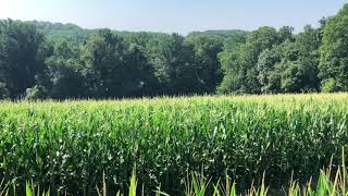 Drone spraying corn