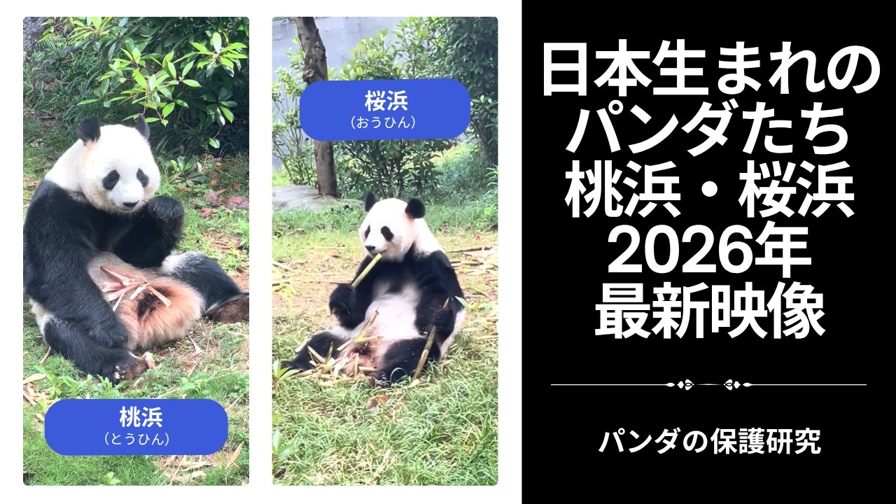 The Current Lives of Japan-Born Twin Pandas Tou Hin and Ou Hin in