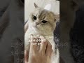 고양이의 그르렁 소리가 오토바이보다 더 강력하다?! 🐱💨 결과는 과연?#catlover #cats #cat