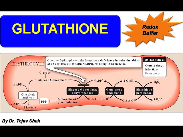 Glutathione II Redox Buffer II Metabolic functions II Biochemistry II Dr  Tejas Shah