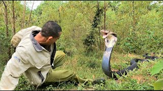 The terrifying moments of a man confronting a group of ferocious king cobras in the foressttttttt-* 