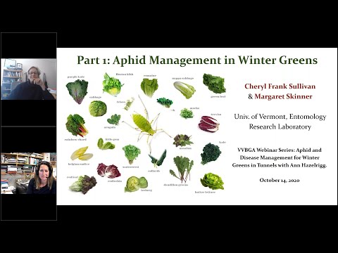 Aphid and Disease Management for Winter Greens in Tunnels - Cheryl Sullivan and Ann Hazelrigg