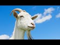 GOAT SOUND ЗВУК КОЗЛА