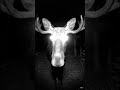 CCTV Camera Captures a Moose Near the Hiking Trail at Night 01/25/2026 22:14:08