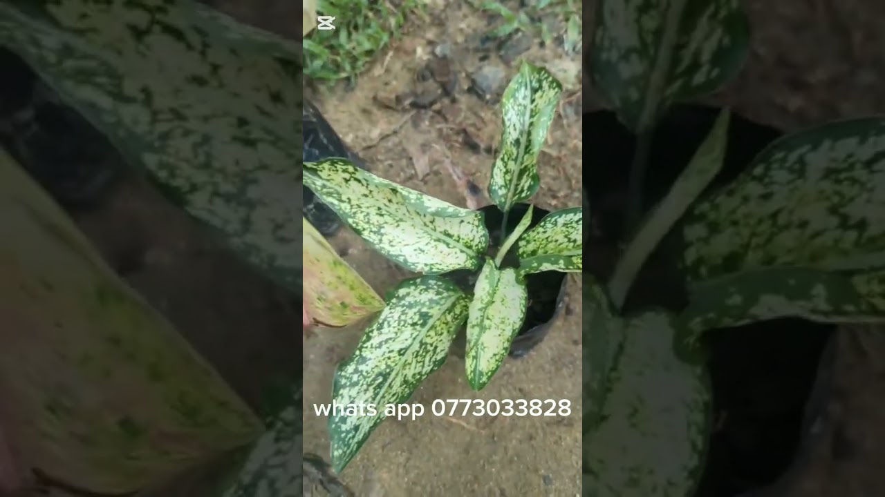 එන්න මගේ 21 වන plants sell එක බලන්න❤️❤️