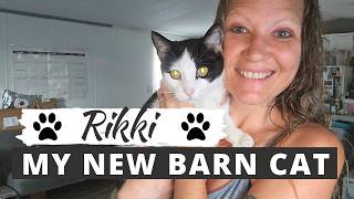 RIKKI: MY NEW BARN CAT: A Feral Cat Chose My Place As Her New Home