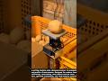 "Smart Potato Sorting Machine - Automatic Potato Grading System 2025 | Modern Farming Technology"
